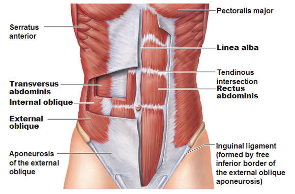 Abdominal Muscles