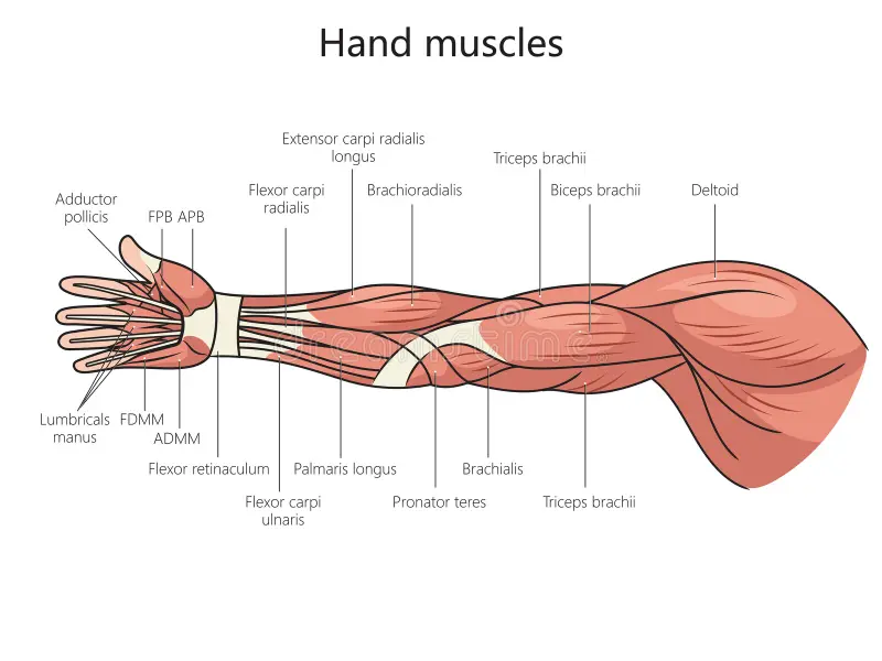 Arm Muscles