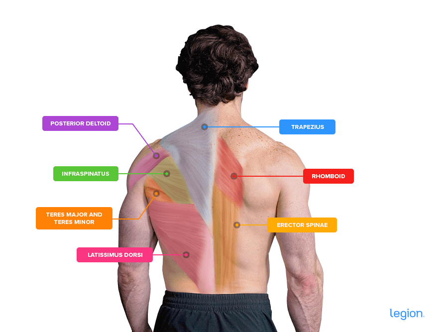Back Muscles