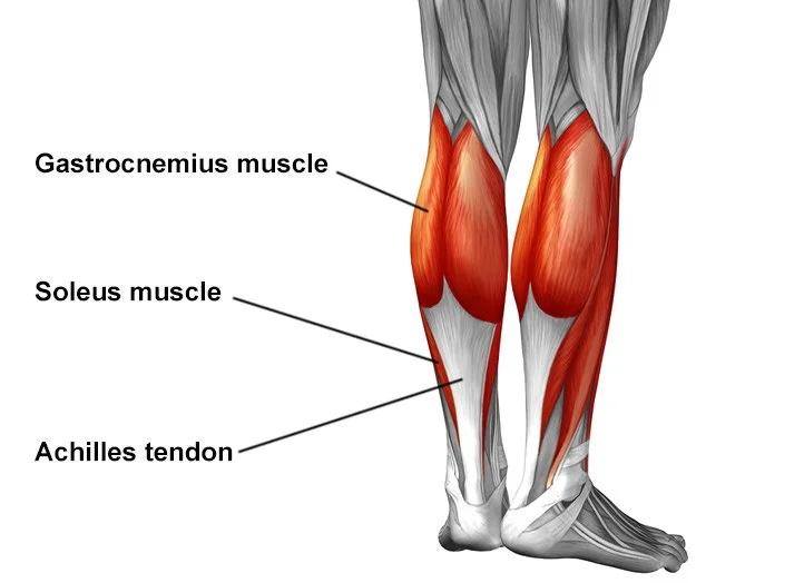 Calf Muscles