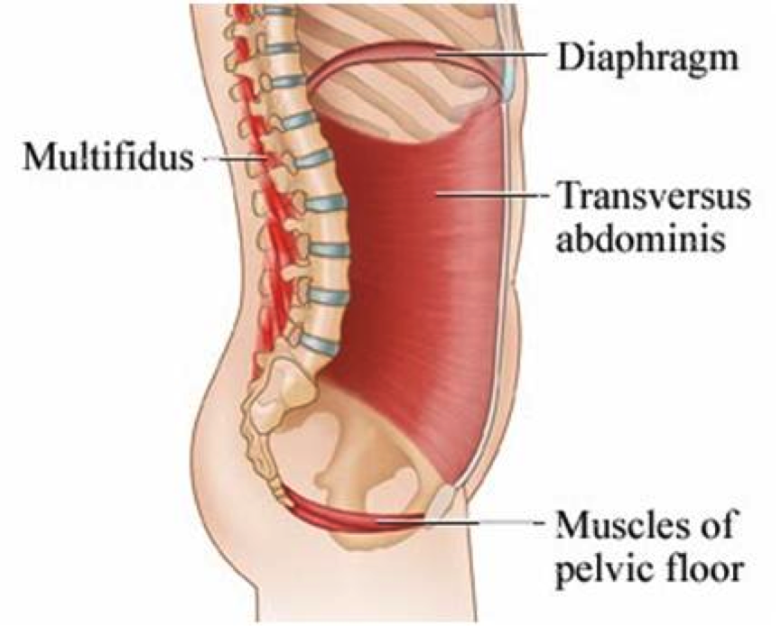 Deep Core Muscles