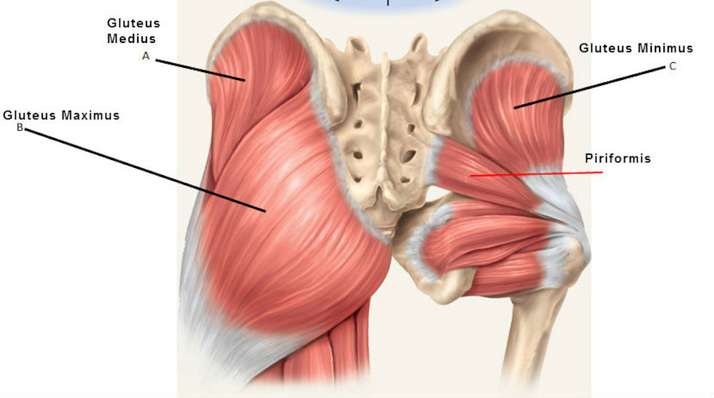 Glute Muscles