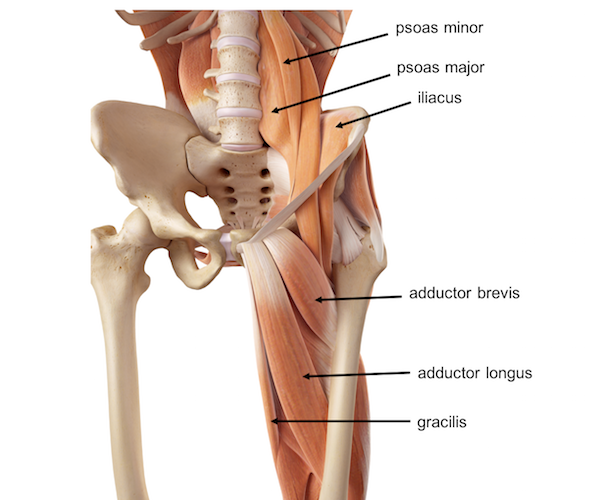 Hip and Pelvis Muscles