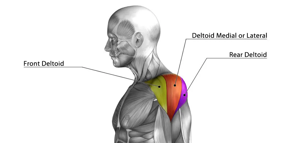 Shoulder Muscles